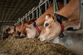 Abdominal Adiposity as a Key Metabolic Driver of Fatty Liver in Transition Dairy Cows